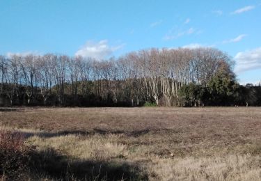 Trail Walking Sarrians - sarrians 84 les garrigues sud  - Photo