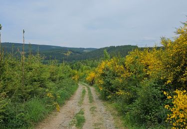 Trail Walking La Roche-en-Ardenne - A la découverte de Maboge 🥾 - Photo