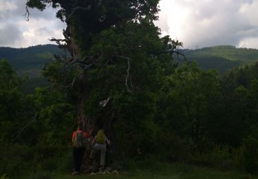 Tour Wandern Saint-Geniez - la montagne de Gache - Photo