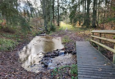 Tocht Stappen Sainte-Ode - Lavacherie 021224 - Photo