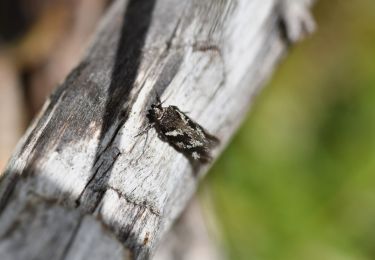 Percorso A piedi Fiordland Community - Mount Luxmore - Photo