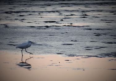 Tocht Te voet Le Crotoy - Balade au Crotoy - Photo