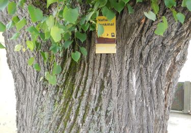 Tocht Te voet Lanzenkirchen - Frohsdorf - Rosalia Kammweg - Photo