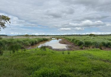 Excursión Marcha nórdica Vendays-Montalivet - Marais de la Perge - Photo