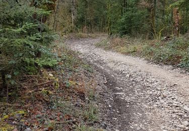 Trail Walking Arbent - Arbent-Sieges-Rhien - Photo