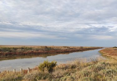 Tocht Stappen Saintes-Maries-de-la-Mer - La gacholle - Photo