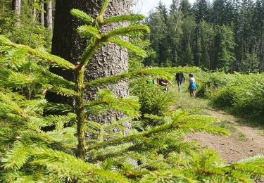 Randonnée Marche Tenneville - Ramont - Promenade de la Forêt (12) - Photo