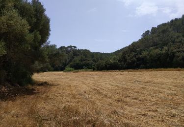 Tocht Stappen es Migjorn Gran - de San Thomas à Cala Mitjana  par le sentier littoral retour par cami des cavals - Photo