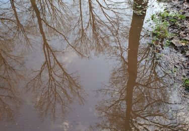 Randonnée Marche Belœil - Forêt de Stambruge - Photo