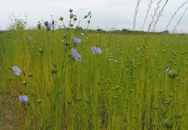 Tour Wandern Franqueville-Saint-Pierre - 20210713-Franqueville-Le Faulx  - Photo