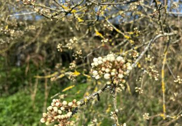Tour Wandern Houyet - Petite Hour - Photo