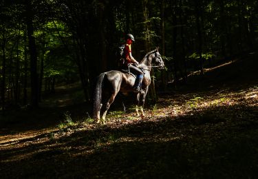 Tocht Paard Libin - De Chevauchée entre Lesse et Lomme - Photo