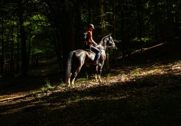 Trail Equestrian Libin - Chevauchée entre Lesse et Lomme - Photo