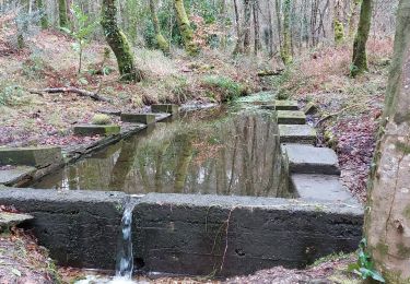 Trail Walking Camors - PR_56_Camors_BA_02_L-Eau_Circuit1b_20230218 - Photo