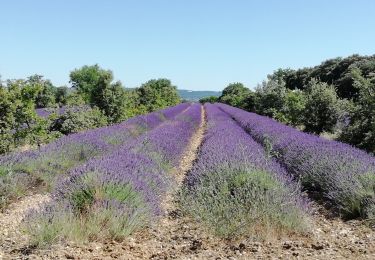 Trail Walking Taulignan - Taulignan chemin de la soie 4km - Photo