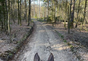 Trail Horseback riding Florenville - Les Epioux  - Photo