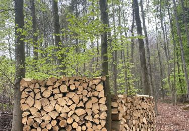 Randonnée Marche Genappe - Glabais - promenade dans le bois de Ways Ruart - Photo