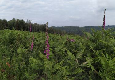 Tour Wandern Bièvre - Cornimont Mont d'Aule - Photo