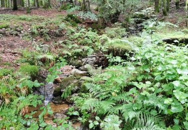 Trail Walking La Bresse - boucle col des feignes, lac de la lande, lac de blanchemer, rainkopft - Photo