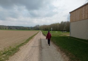 Trail Walking Beauvechain - Tourinne -Hamme-Mille - Photo