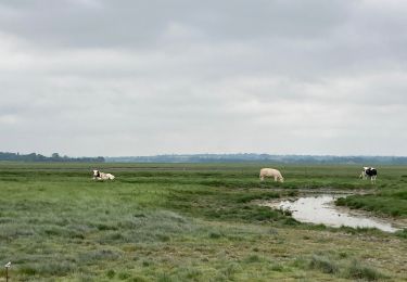 Tocht Stappen Vains - Pointe du Grouin Sud - Marcey les Grèves  - Photo