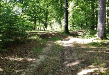 Tocht Stappen Tintigny - Lahage 15 septembre 2018 - Photo