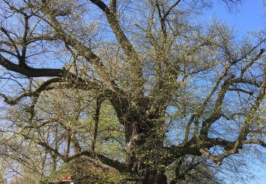 Randonnée A pied Eldingen - Südheide 'Wo Jafelbach und Lachte sich küssen' W22m (mittlere Tour) - Photo