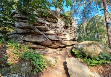 Tocht Stappen Fontainebleau - Fontainebleau sentier Denecourt 3 - Photo