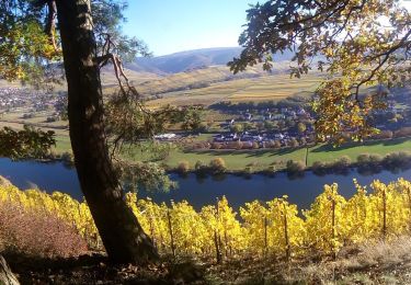 Randonnée A pied Lieser - Rundwanderweg Brauneberg : Jufferweg - Photo