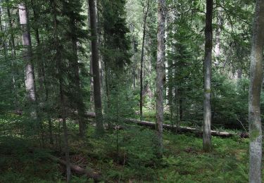 Percorso A piedi Horní Vltavice - Naučná stezka Boubínský prales - Photo