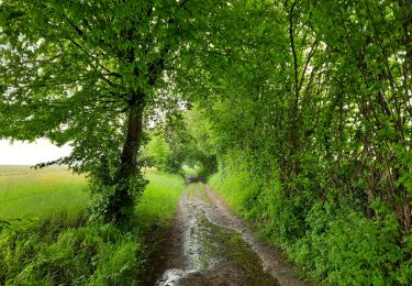 Randonnée Marche Anthisnes - La boucle de Tolumont - Photo