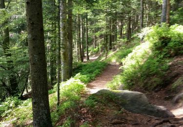 Tocht Mountainbike Raon-l'Étape - sortie vtt du 12052018 pierre d'appel  - Photo