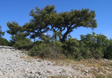 Randonnée Marche Saint-Guilhem-le-Désert - Saint plaquiere - Photo