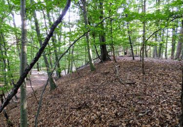 Tour Zu Fuß Tieschen - Naturbühne - Steinbruchweg - Photo