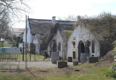 Randonnée A pied Gemeinde Breitenbrunn - Bildstockweg (Breitenbrunn) - Photo