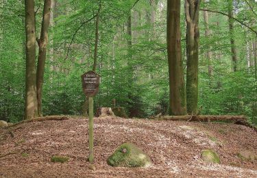 Tocht Te voet Buchholz in der Nordheide - Buchholzer Rundwanderweg 3 - Photo