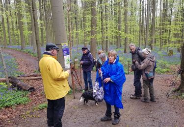 Randonnée Marche Braine-le-Château - Jacinthes_0424 - Photo