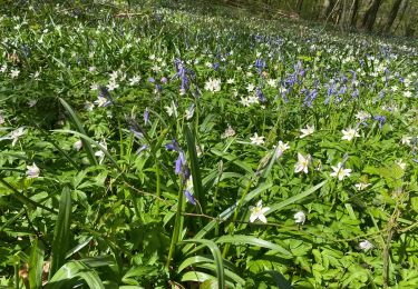 Tour Wandern Gerpinnes - Premières jacinthes des bois  - Photo