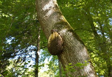 Randonnée A pied Mellingen - PostAuto Walking Trail S - Photo