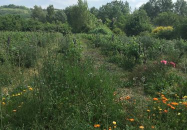 Trail Walking Calmont - Le Grand tour - Photo