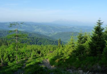 Randonnée A pied Roztoka Ryterska - Rytro Przeł. Żłobki - Photo