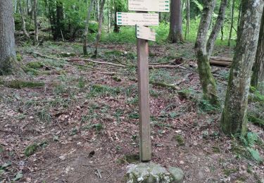 Trail Walking Épagny Metz-Tessy - petit tour de la mandallaz - Photo