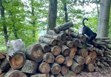 Trail Walking Livron - chat noir le soir 2021 - Photo