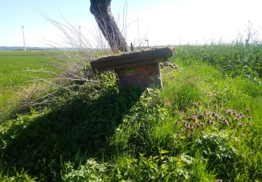 Tocht Te voet Freudenberg - Rundwanderweg Ebenheid, Eb1, Steinich-Weg - Photo