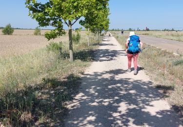 Randonnée Marche Bercianos del Real Camino - 2023 18 mansilla - Photo