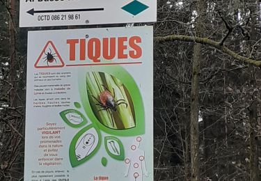 Trail Walking Durbuy - Wéris - Photo