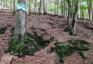 Randonnée A pied  - Wanderweg Bremerhof 2 - Photo