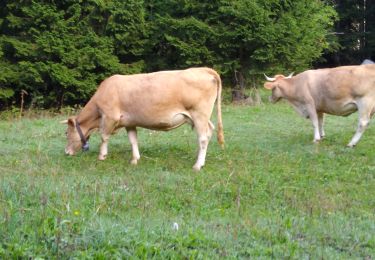 Tocht Stappen Autrans-Méaudre en Vercors - le pas de la clé march'ettes  - Photo