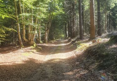 Excursión Senderismo Saint-Nicolas-des-Biefs - st Nicolas des biens les Noes - Photo