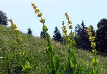 Tour Wandern Saint-Pierre-de-Chartreuse - Peitt-Som-2022-06-19 - Photo